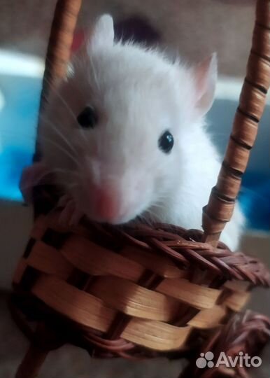 Крыса декоративная