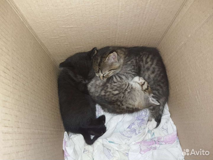 Котята бесплатно