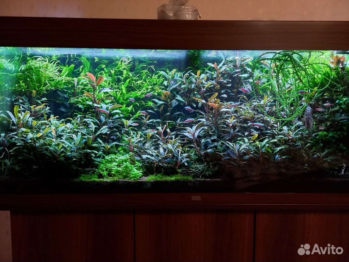 Буцефаландры