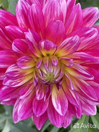 Многолетние цветы