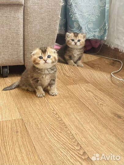 Шотландские котята