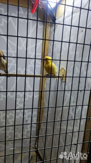 Кенара и канарейки