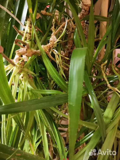 Пальма винтовая панданус 1.5 м большое растение