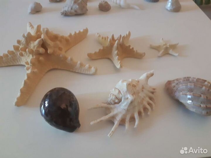 Морские ракушки,звезды