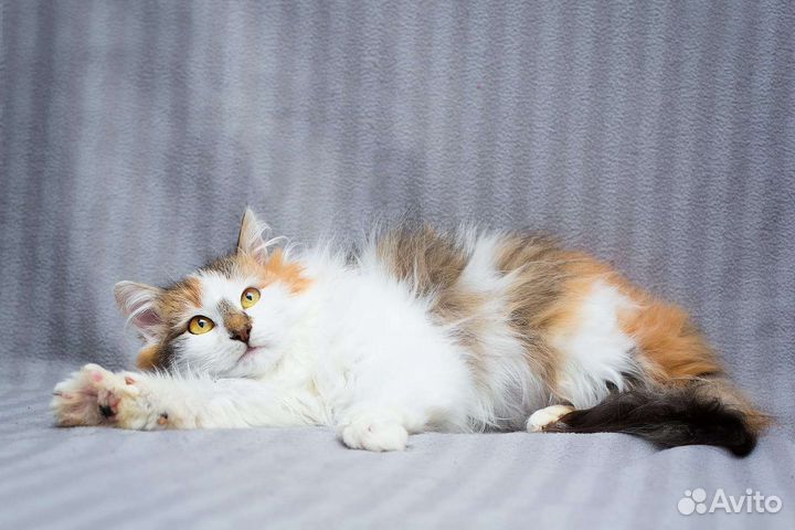 Трехцветная кошечка Мила