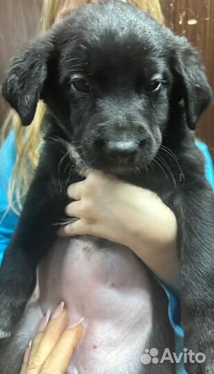 Щенки отдам в хорошие руки, роделись в сочельник