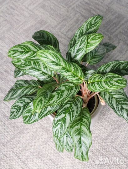 Аглаонема Грин сан (Green sun)