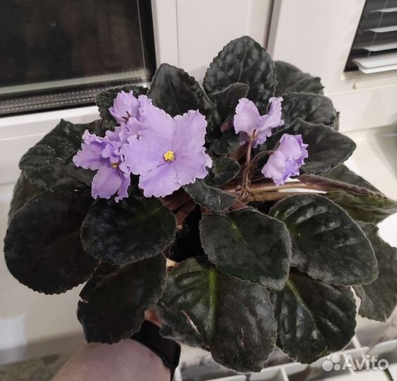 Комнатные растения