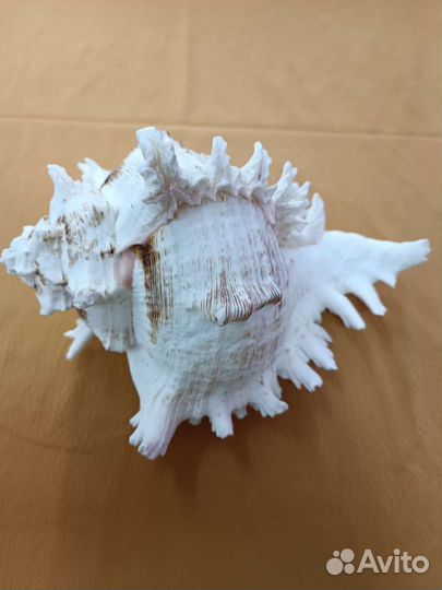 Ракушка морская большая