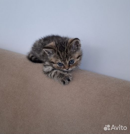Шотландский котёнок девочка