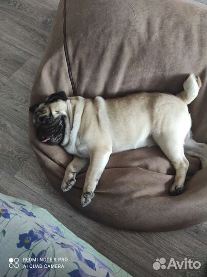 Мопс вязка мальчик