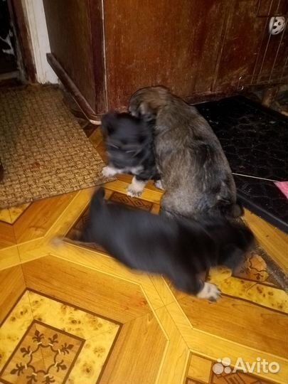 Милые щенки