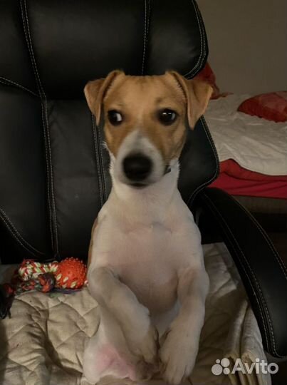 Вязка/случка кобель джек рассел