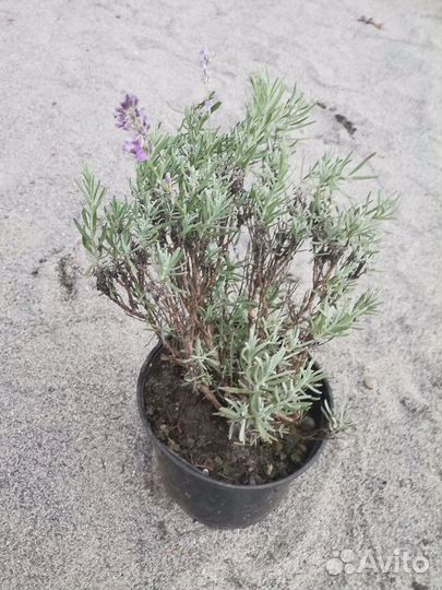 Лаванда крымская