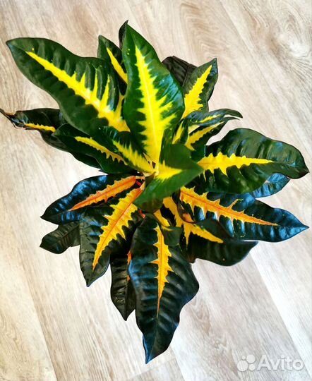 Кротоны редкие сорта