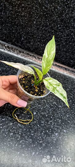 Спатифилум Ангел беби