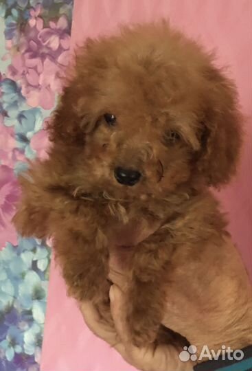 Мальчик зайчик