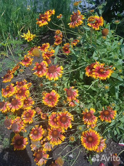 Многолетники