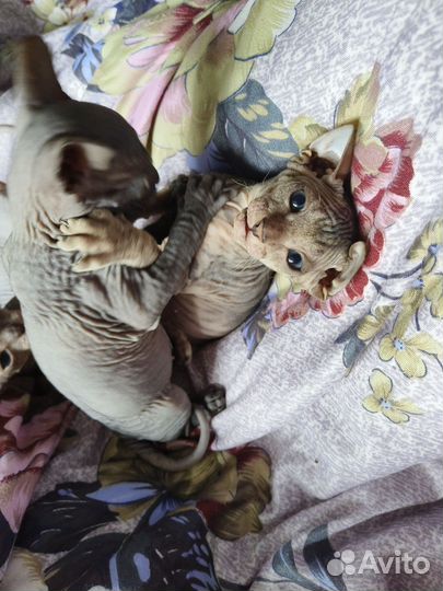 Донской сфинкс котята