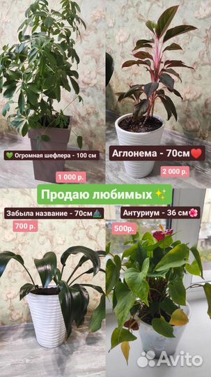 Эухарис амазонская лилия 70 см