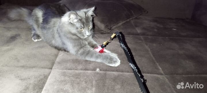 Котенок русский голубой нибелунг