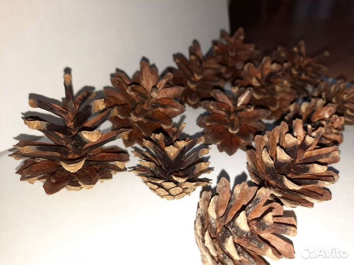 Шишки сосновые 25 шт