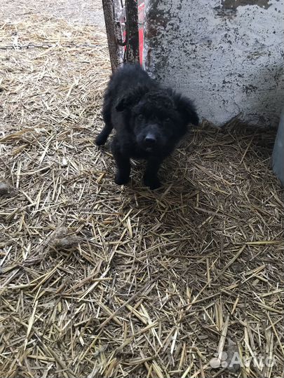 Шенки рабочих пастушек