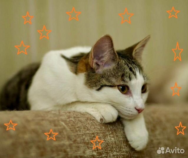 Котенок Проша