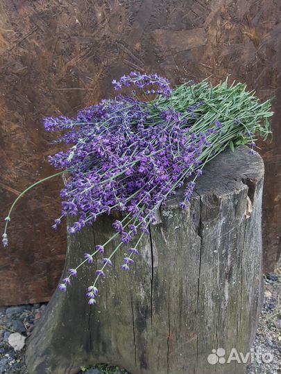 Лаванда узколистная рассада