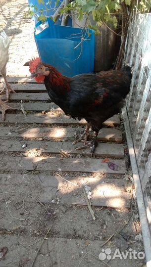 Петух черный красавец маран