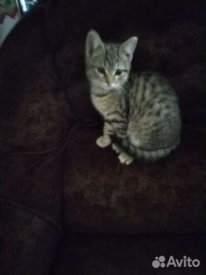 Кошка в дар бесплатно