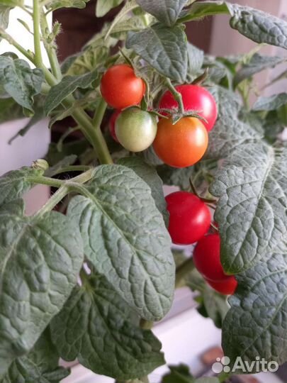 Рассада помидор 