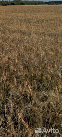 Пшеница