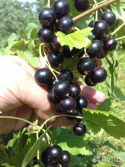 Красная смородина.Крыжовник