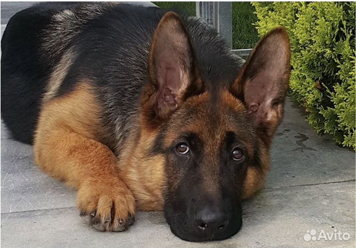 Немецкая овчарка потеряшка