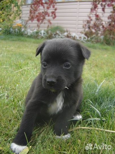 Щенок дворняжки в хорошие руки