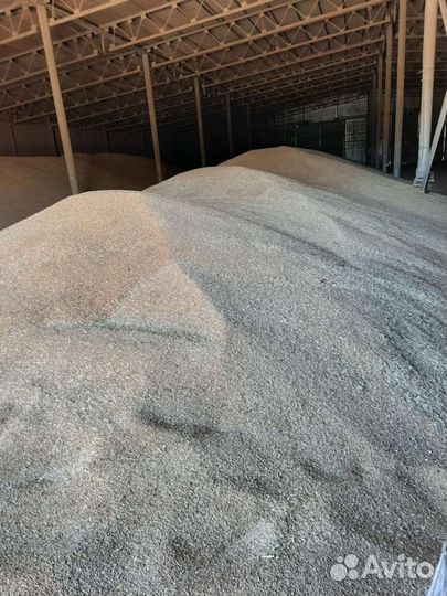 Ячмень урожай 2023