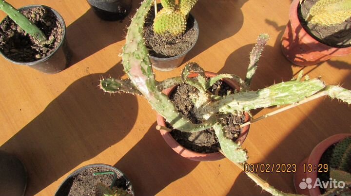 Кактусы, Суккуленты, Опунции / Сентябрь