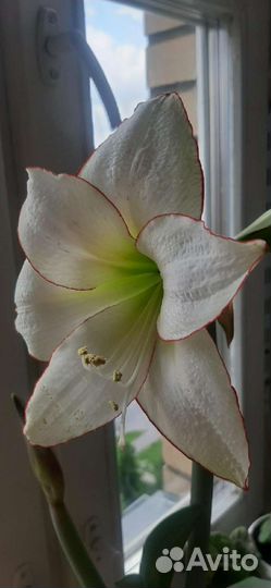 Амариллис Пикоти