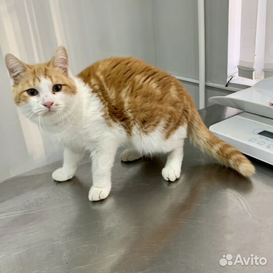 Кошки бесплатно