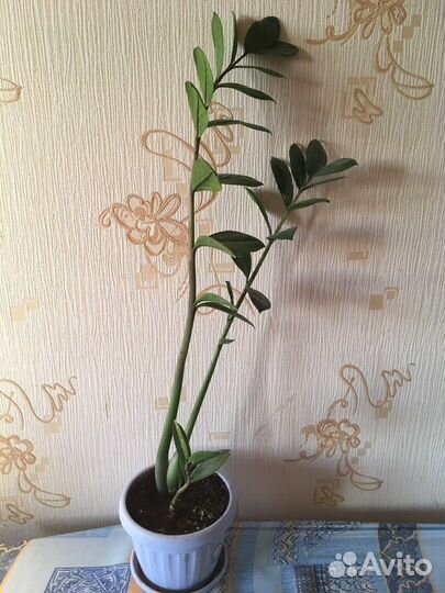 Замиокулькас