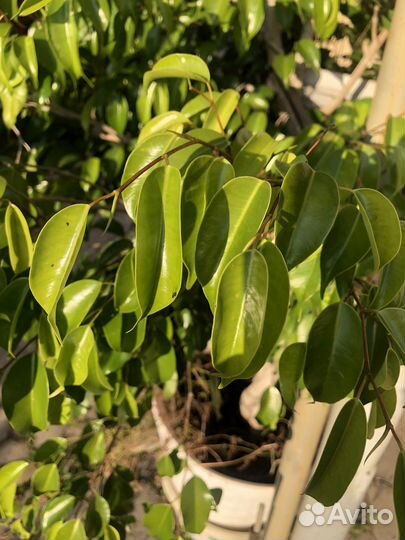 Фикус бенджамина плетеный