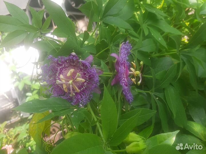 Пассифлора маракуйя
