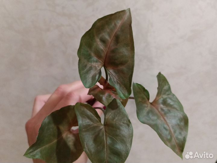 Жаде сатин сциндапсус,марбл квин