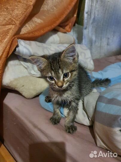 Котята в добрые руки бесплатно