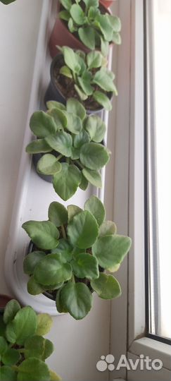 Фиалки сортовые