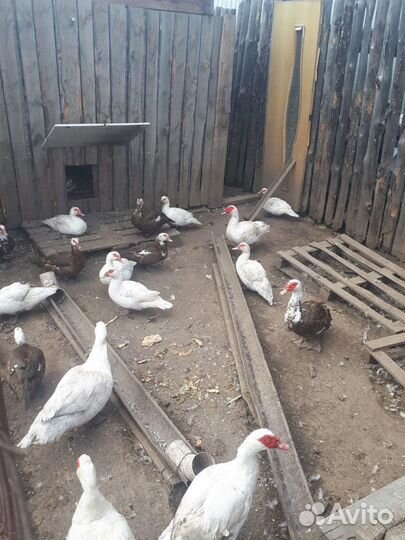Продам утки