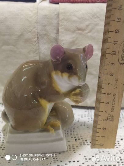 Редкий грызун