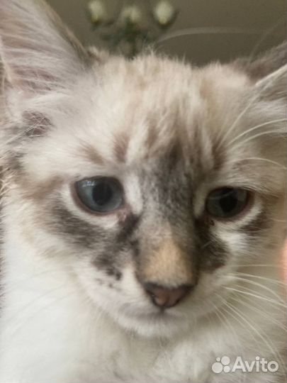 Кошка,котенок