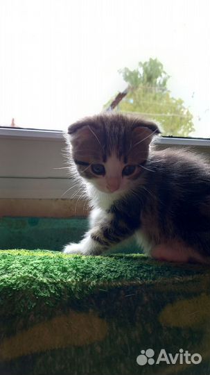 Милые Котята